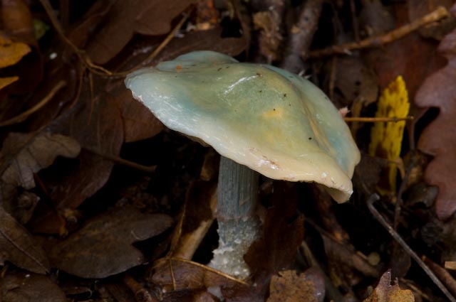 Stropharia caerulea (= S. cyanea sensu Orton)